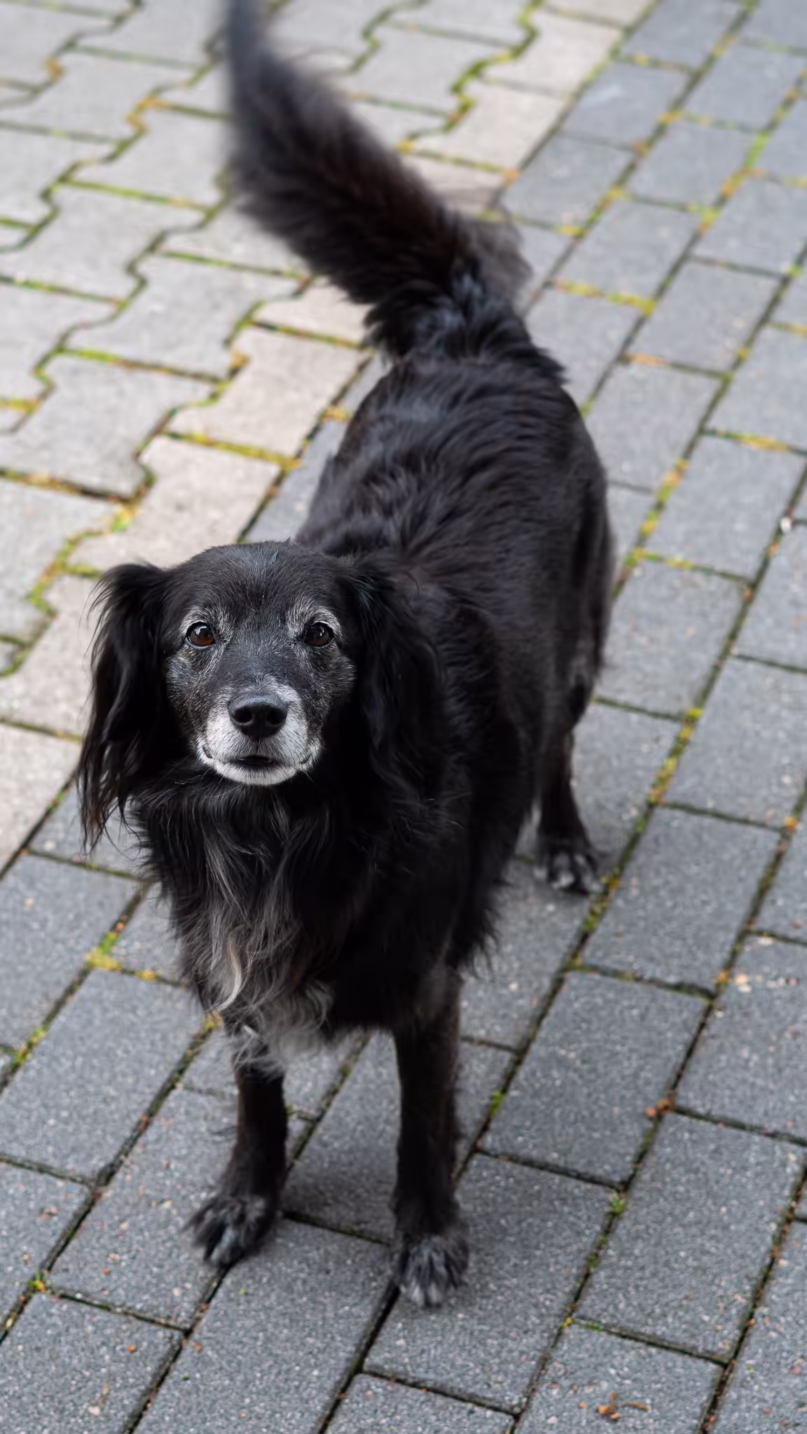 Bürohund Ruby bei ESC-Systeme im Einsatz